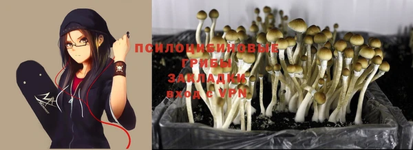 ГАЛЛЮЦИНОГЕННЫЕ ГРИБЫ Вязники